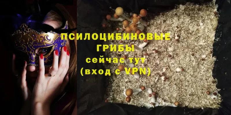 купить  цена  Балаково  маркетплейс клад  Псилоцибиновые грибы Psilocybe 